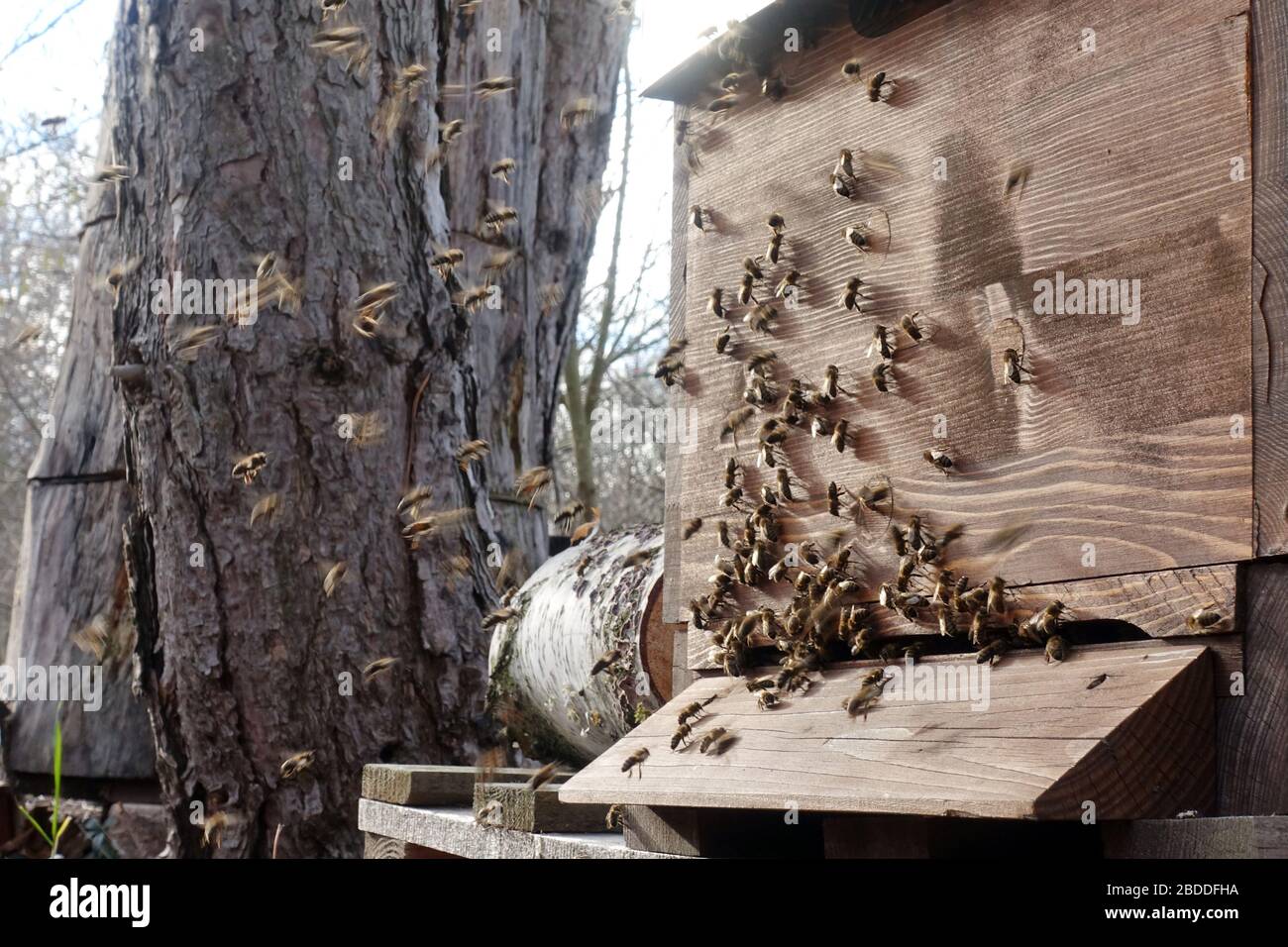 Cleaning bee hive hires stock photography and images Alamy