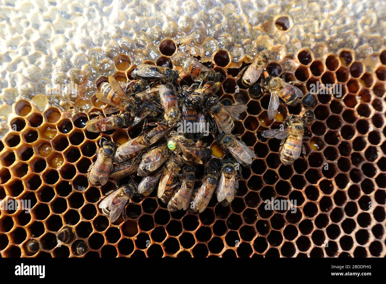 29.12.2019, Berlin, Berlin, Germany - Dead honeybees and marked queen bee on a brood comb. 00S191229D317CAROEX.JPG [MODEL RELEASE: NOT APPLICABLE, PRO Stock Photo