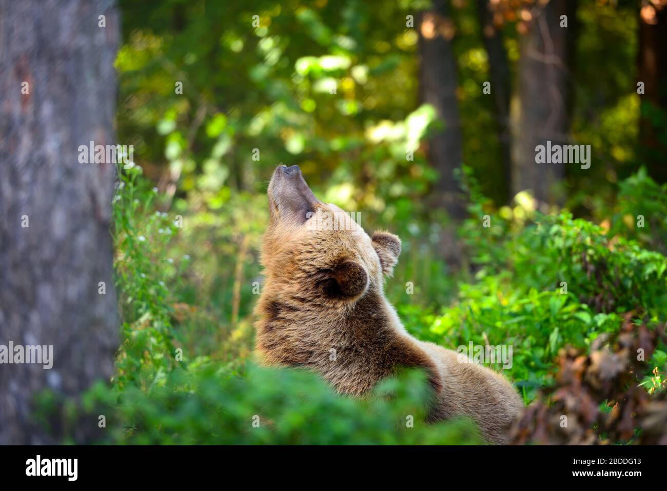 Young brown bear on the edge of the forest Stock Photo - Alamy
