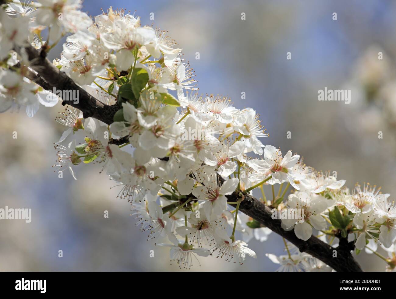28.03.2020, Berlin, Berlin, Germany - Mirabelle plum blossom. 00S200328D416CAROEX.JPG [MODEL RELEASE: NOT APPLICABLE, PROPERTY RELEASE: NO (c) caro im Stock Photo