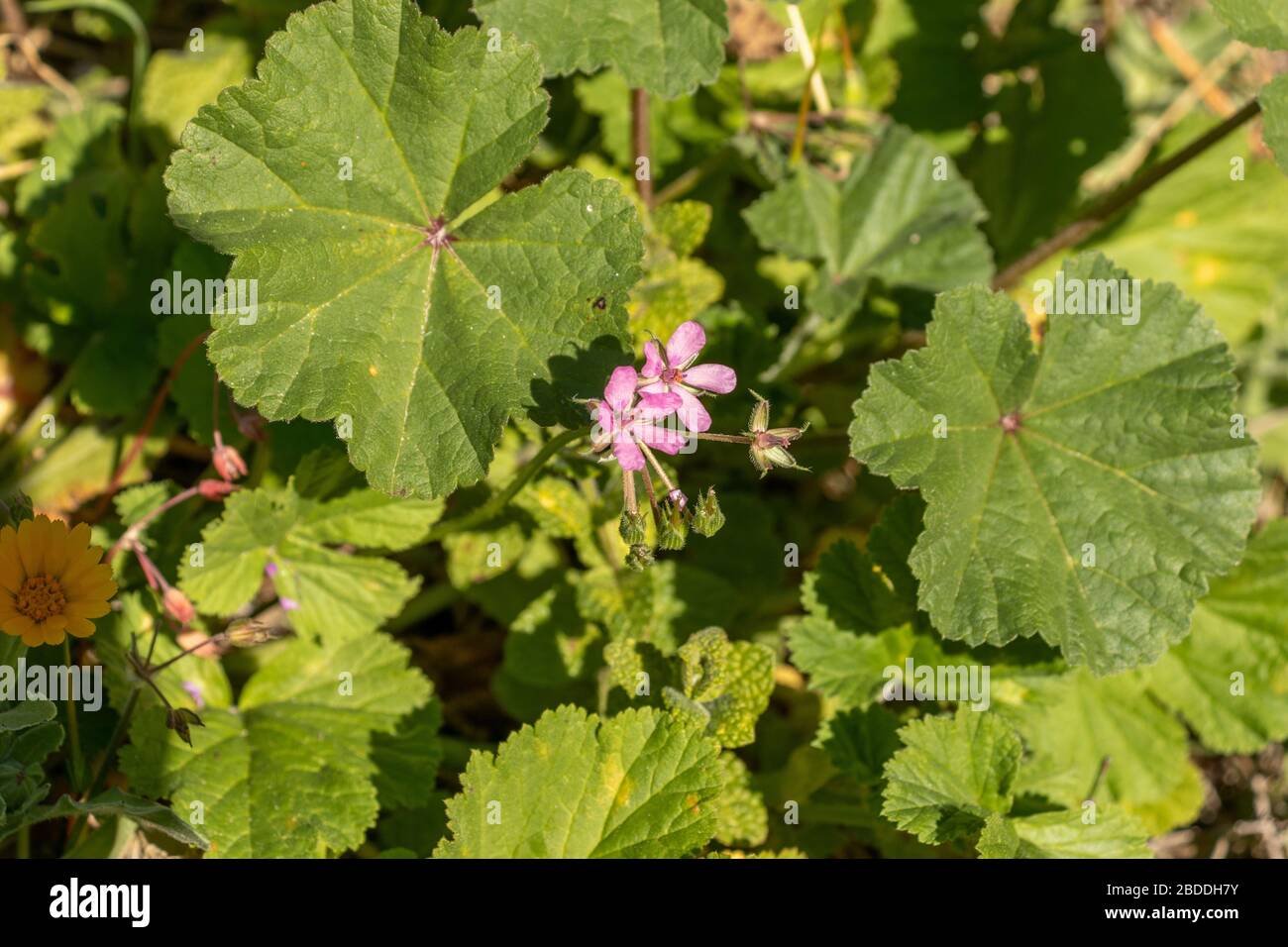 Erodium sp. Wild Flowers in the Spanish Countryside Stock Photo