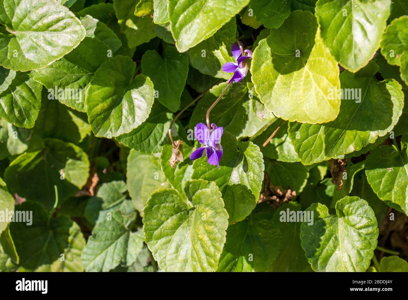 Viola odorata, wood violet Flowers Stock Photo