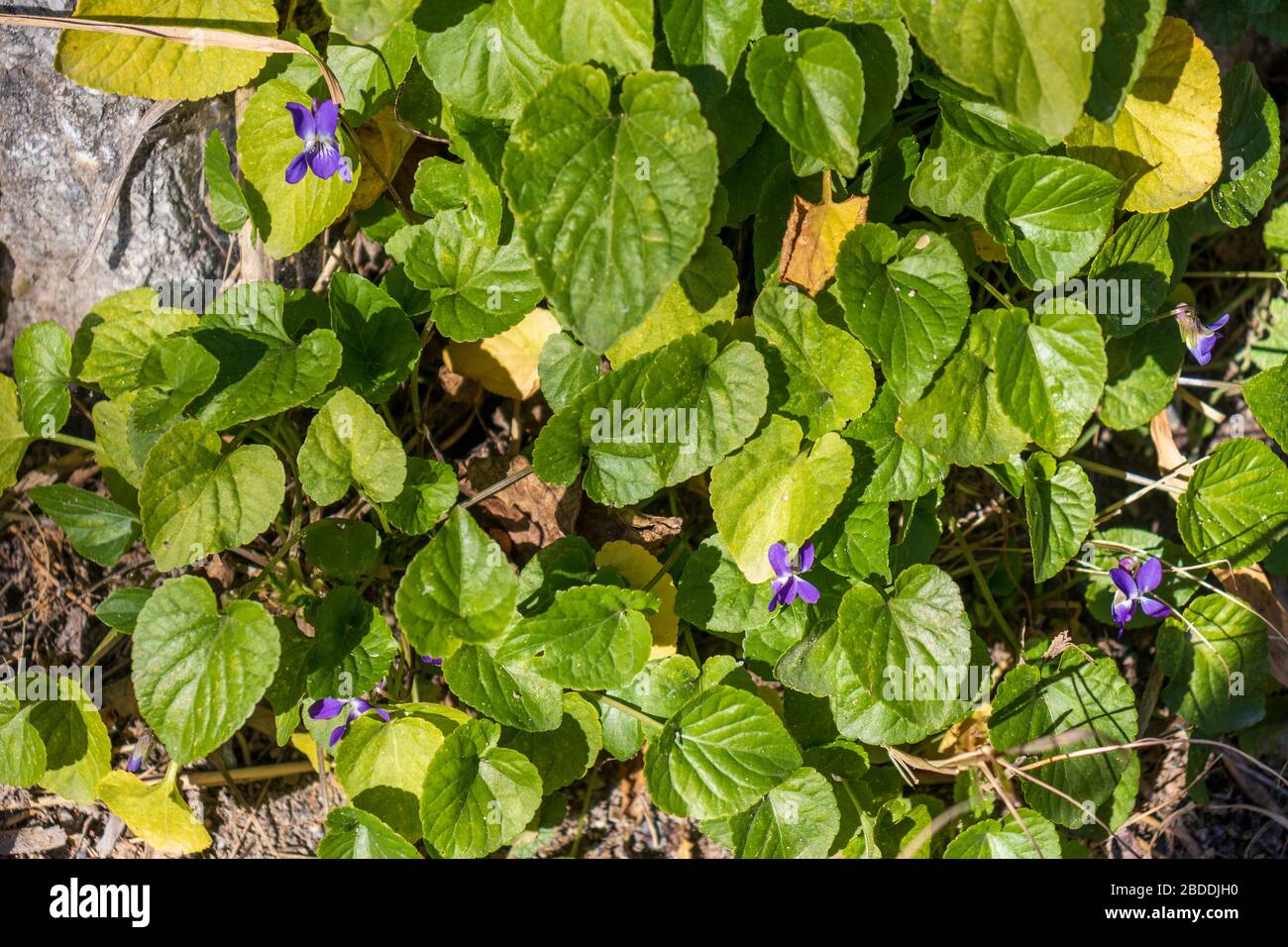 Viola odorata, wood violet Flowers Stock Photo