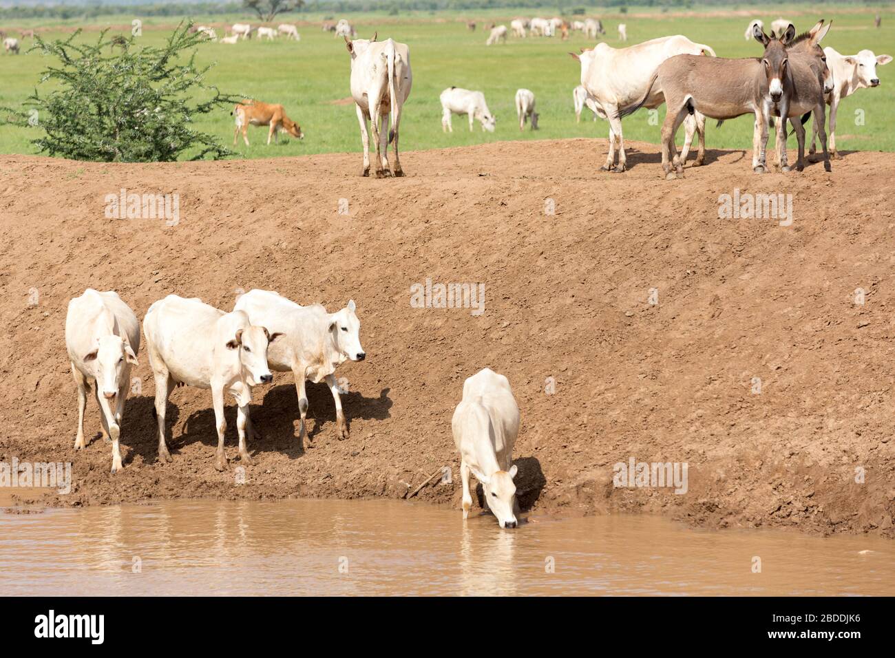 11.11.2019, Gode, Somali Region, Ethiopia - African herd of cows is standing at a water trough. Project documentation of the relief organisation arche Stock Photo