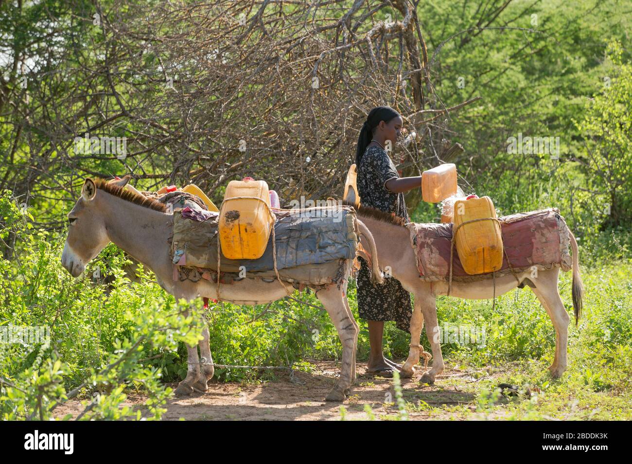 14.11.2019, Gode, Somali Region, Ethiopia - A woman fills water canisters with water carried by donkeys. Project documentation of the relief organisat Stock Photo