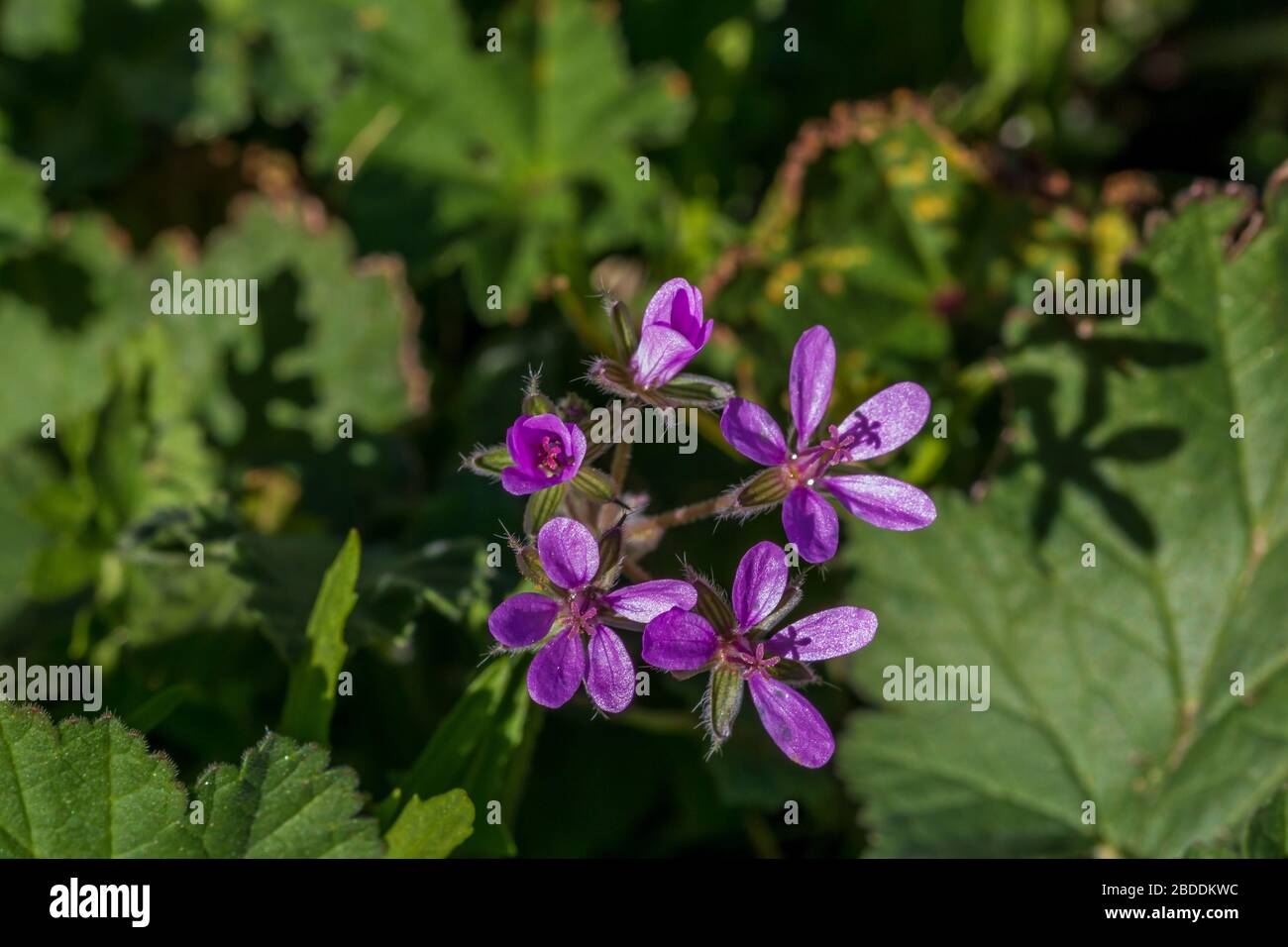 Erodium sp. Purple Colored Wild Flowers in the Spanish Countryside Stock Photo
