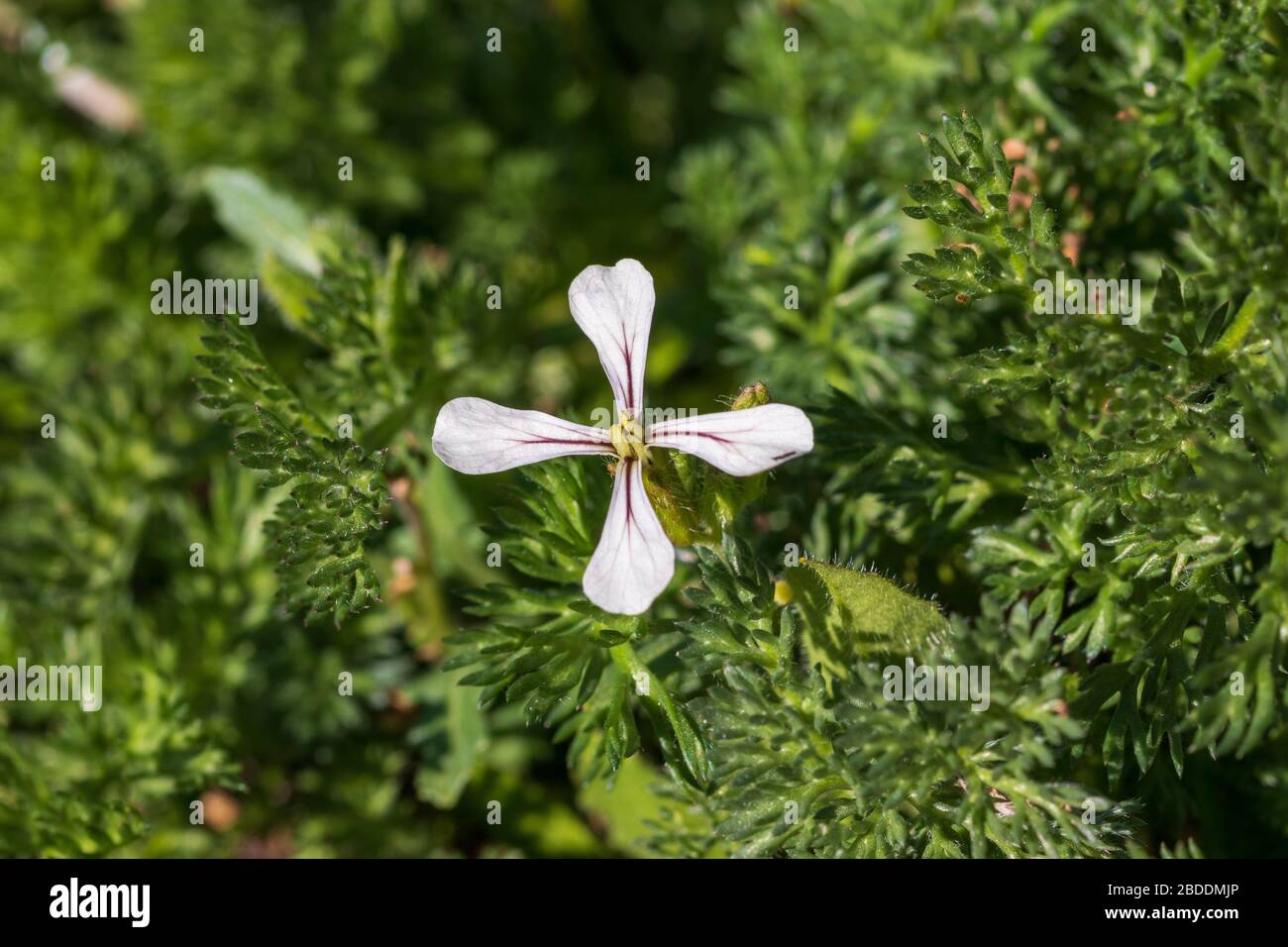 Brassica eruca hires stock photography and images Alamy