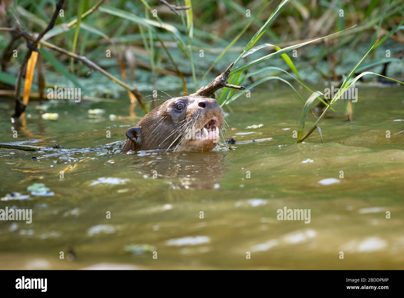 giant otter in water, Pteronura brasiliensis, LOS LLANOS, Venezuela, South America, America Stock Photo