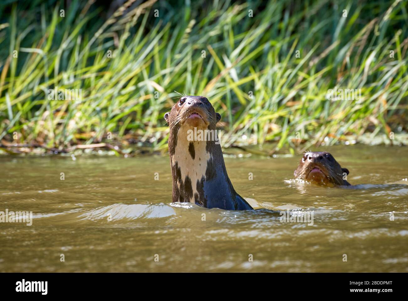 giant otter in water, Pteronura brasiliensis, LOS LLANOS, Venezuela, South America, America Stock Photo
