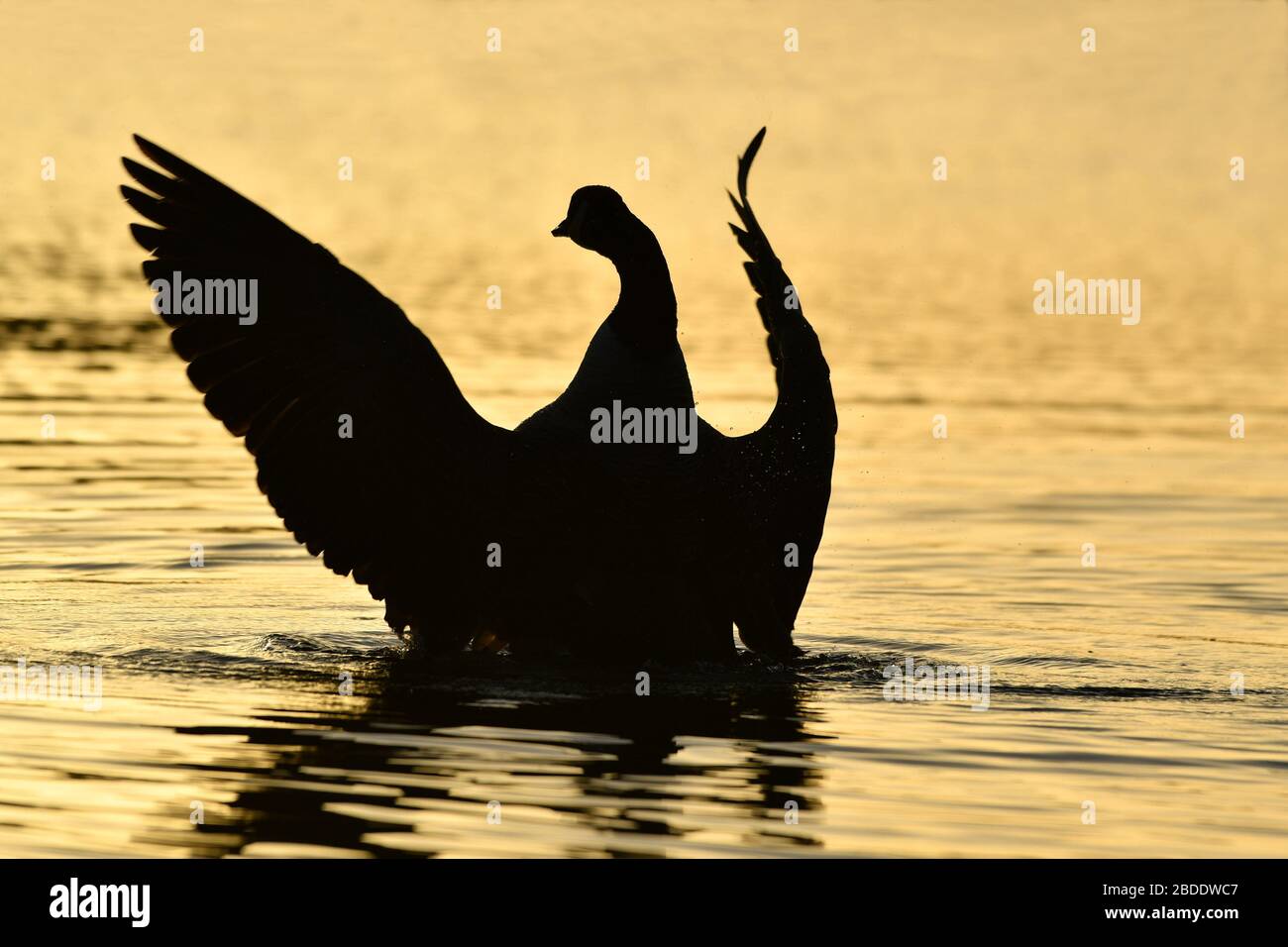 Misty sunrise with Canada geese Stock Photo