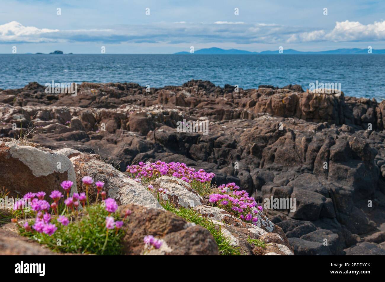 Small purple flowers growing on the cliffs of the Isle of Skye, Scotland Stock Photo