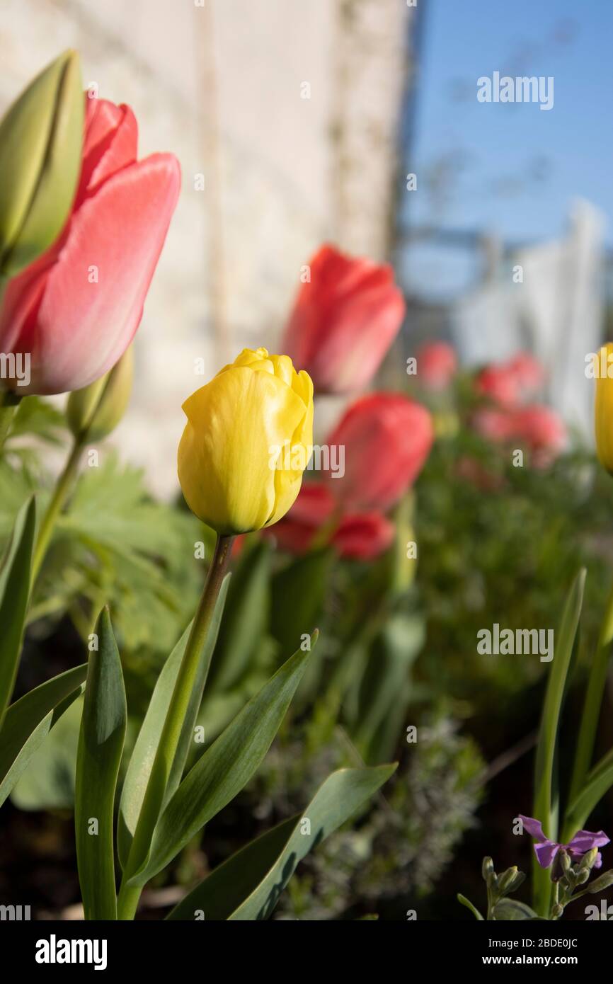 Yellow ad red tulips in the flower bed in bloom 2 Stock Photo - Alamy