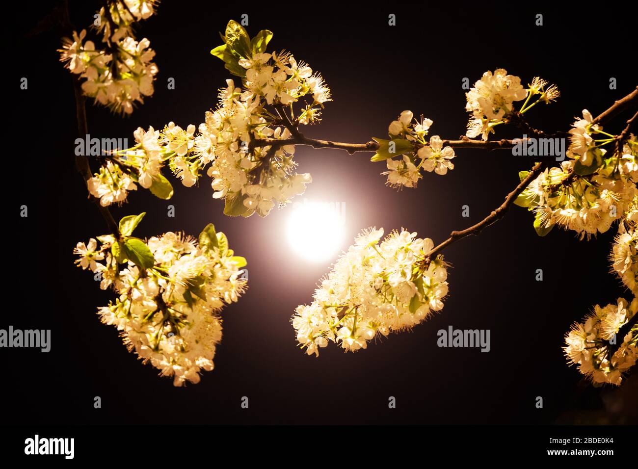 A beautiful branch of blooming plum at night in the full moon. Art