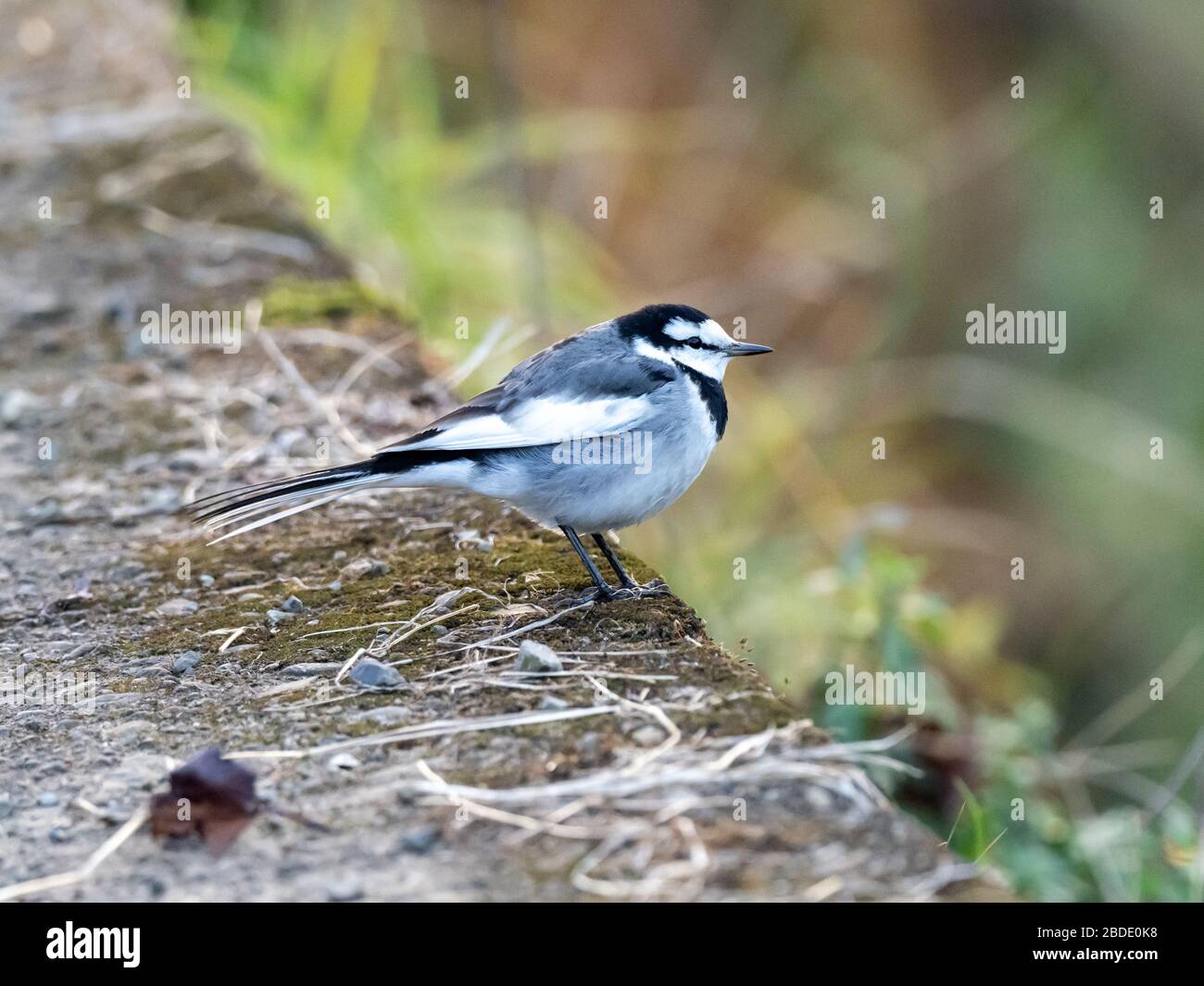 A Japanese white wagtail, Motacilla alba lugens, walks along the bank of a small river in central Kanagawa Prefecture, Japan. Stock Photo