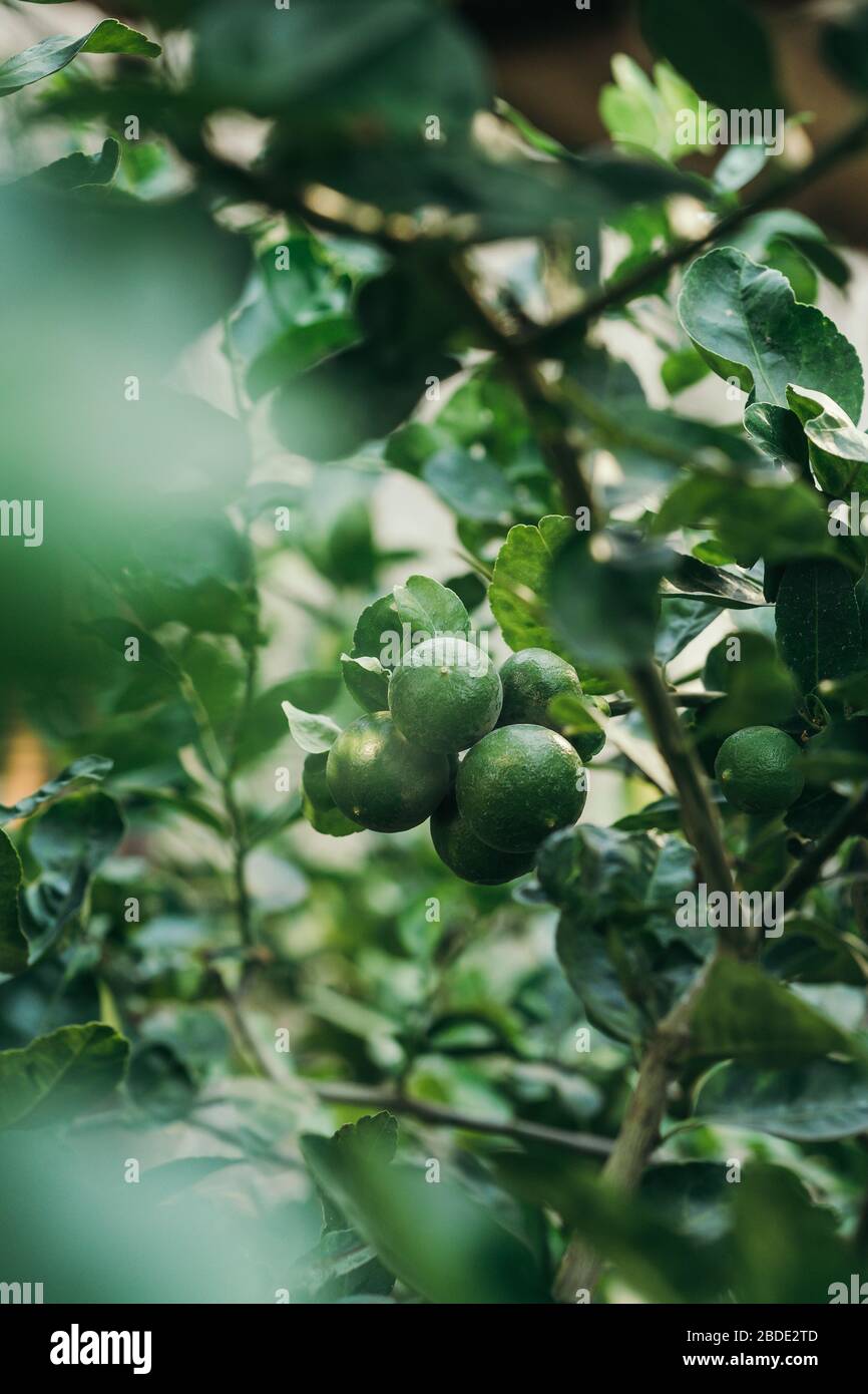 Green lime in green leaves garden Stock Photo