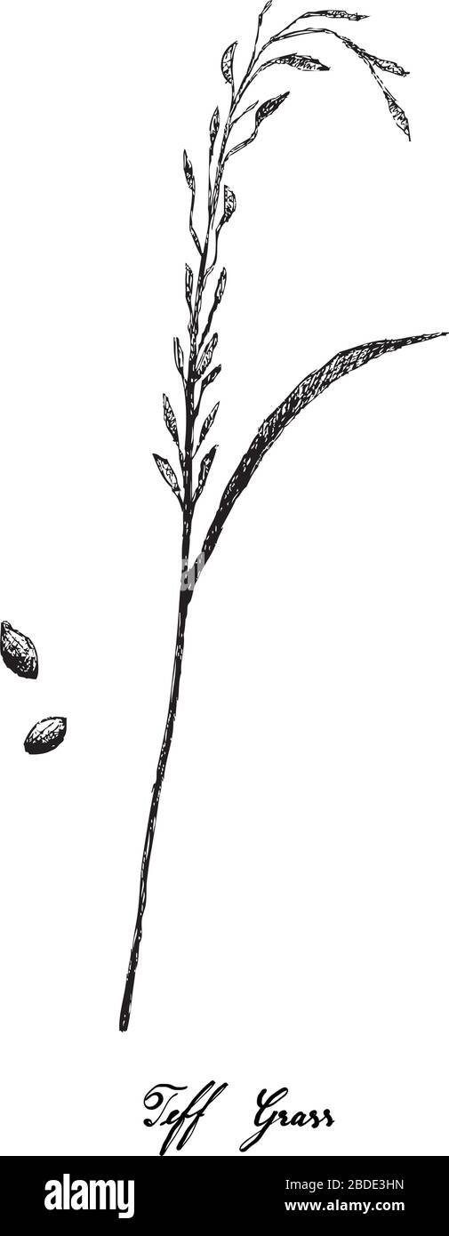 Illustration of Hand Drawn Sketch Fresh Eragrostis Tef, Teff, Williams Lovegrass or Annual Bunch Grass with Inflorescences Isolated on White Backgroun Stock Vector