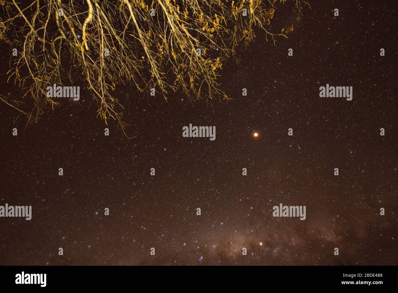 Milky Way above trees, Cromwell, Otago district, South Island, New Zealand Stock Photo