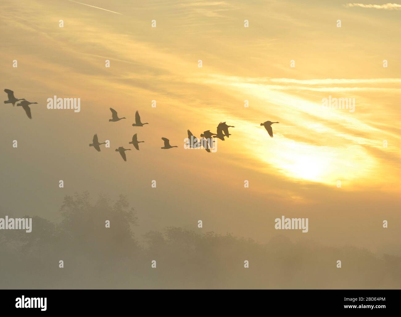 Misty sunrise with Canada geese Stock Photo