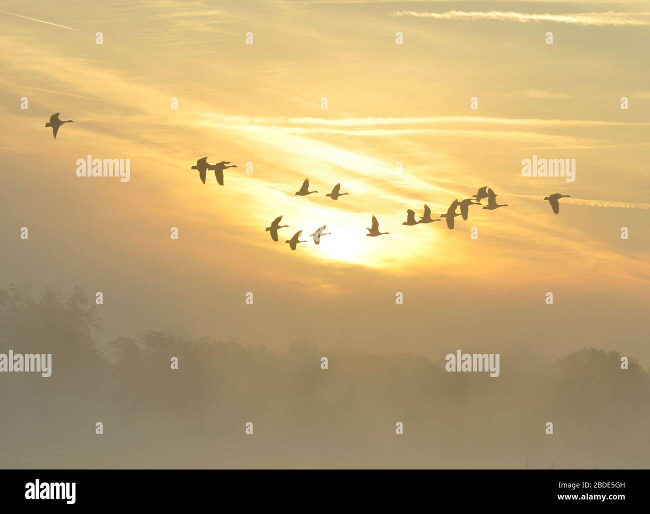 Misty sunrise with Canada geese Stock Photo
