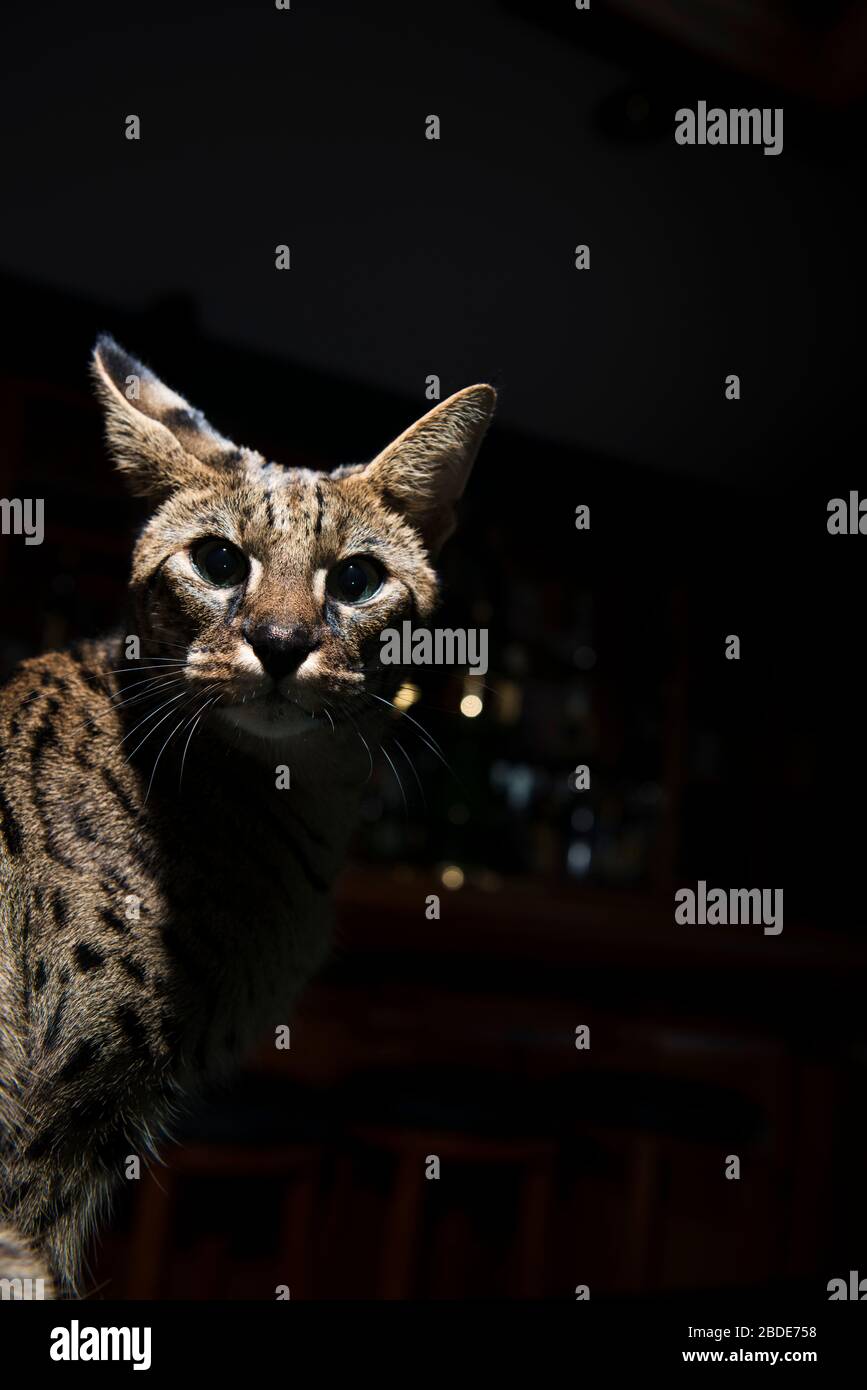 angry savannah cat