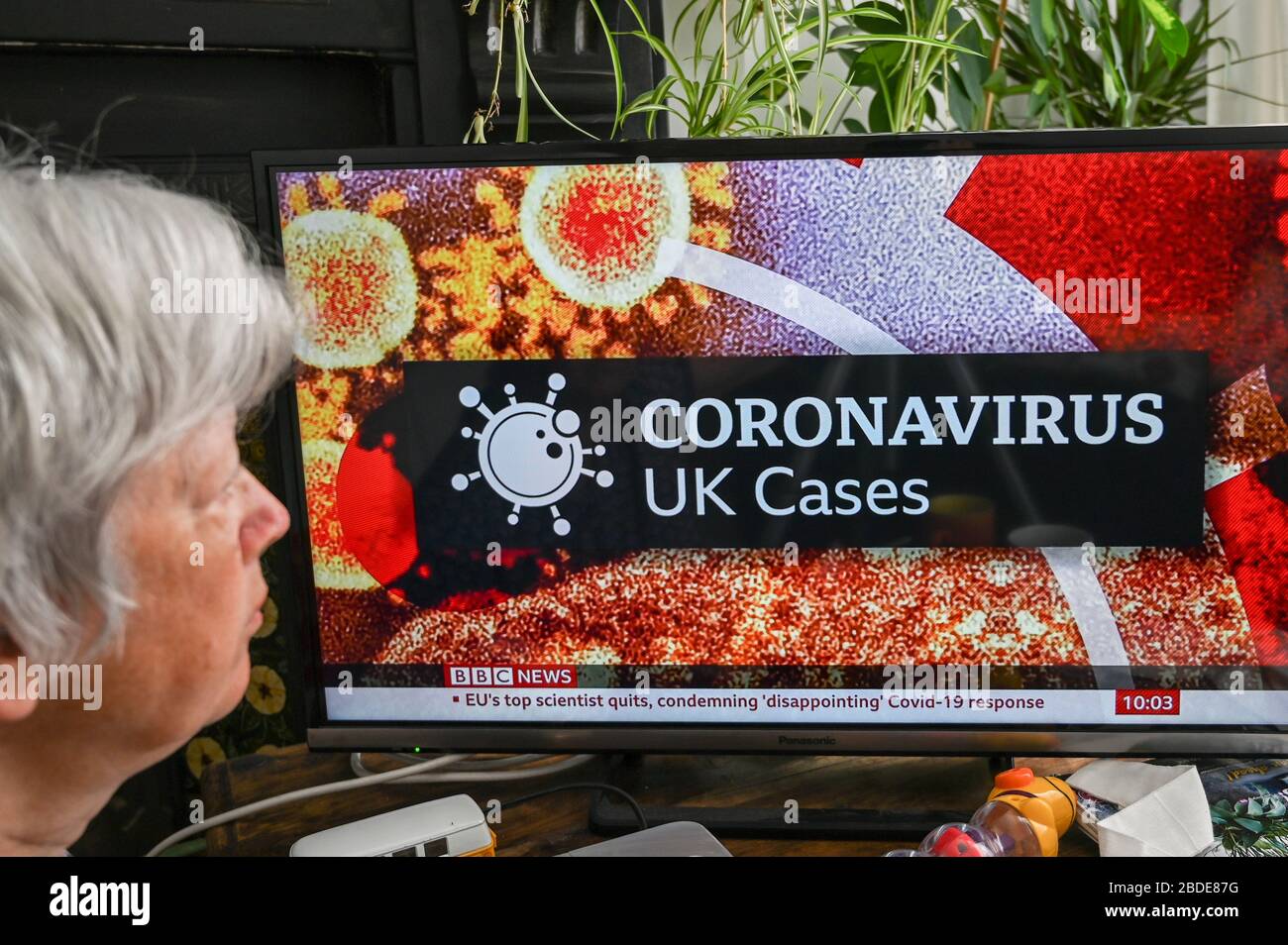 An older woman watching the BBC news with 'Coronavirus- UK Cases' logo, Stock Photo