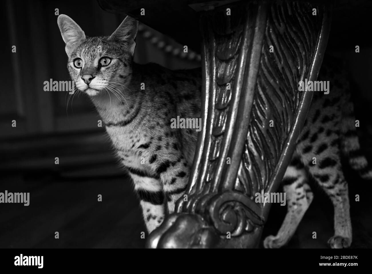 Savannah cat Stock Photo