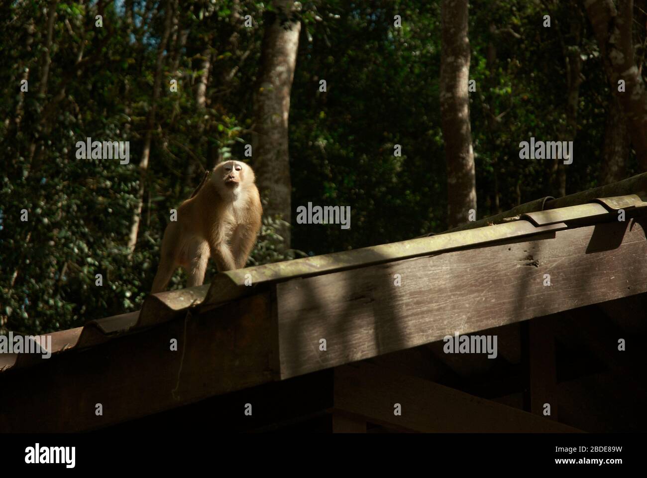 Monkey on a roof in Thailand, Asia. Stock Photo