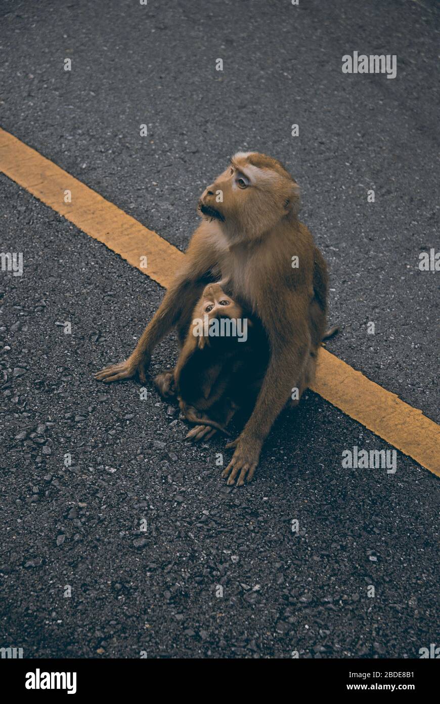 Monkey with baby in Thailand, Asia. Stock Photo