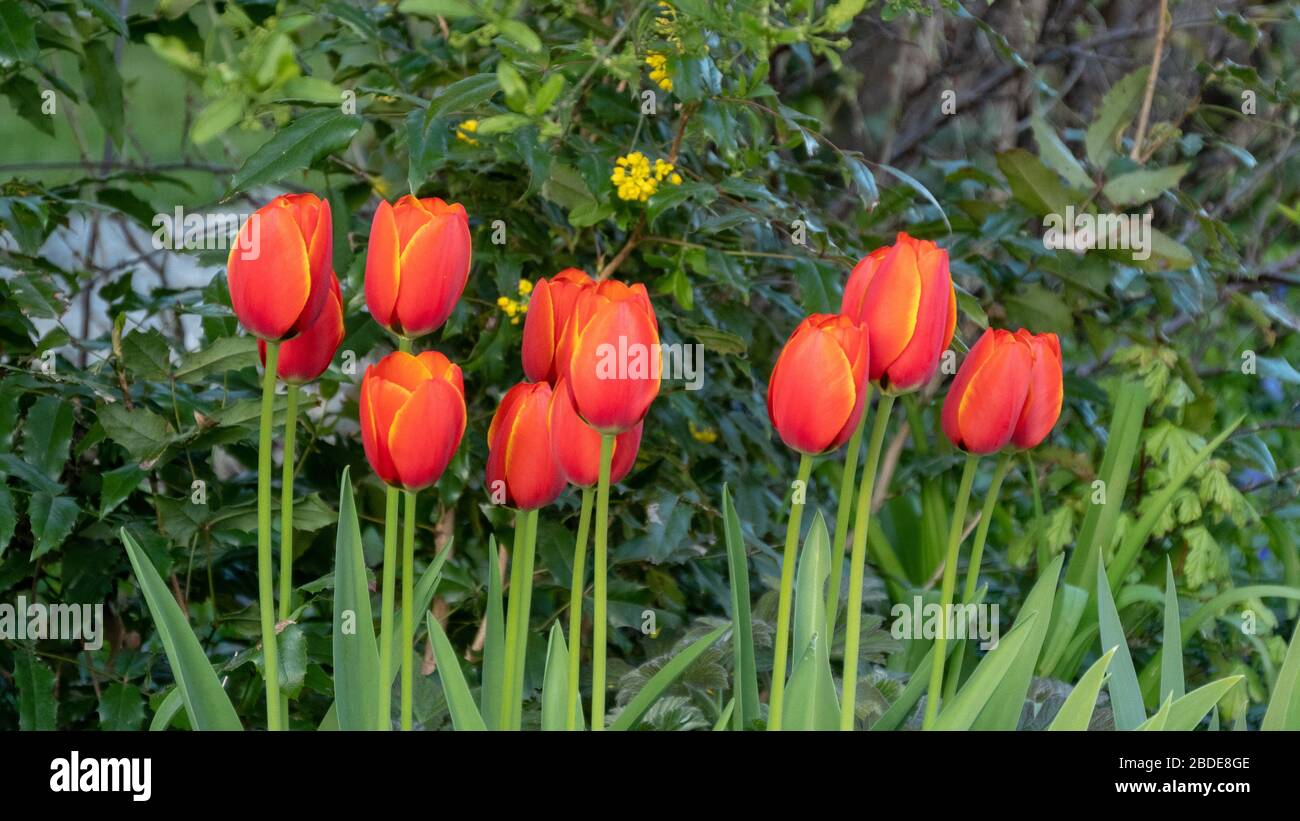 Close-up of a group of red tulips Stock Photo