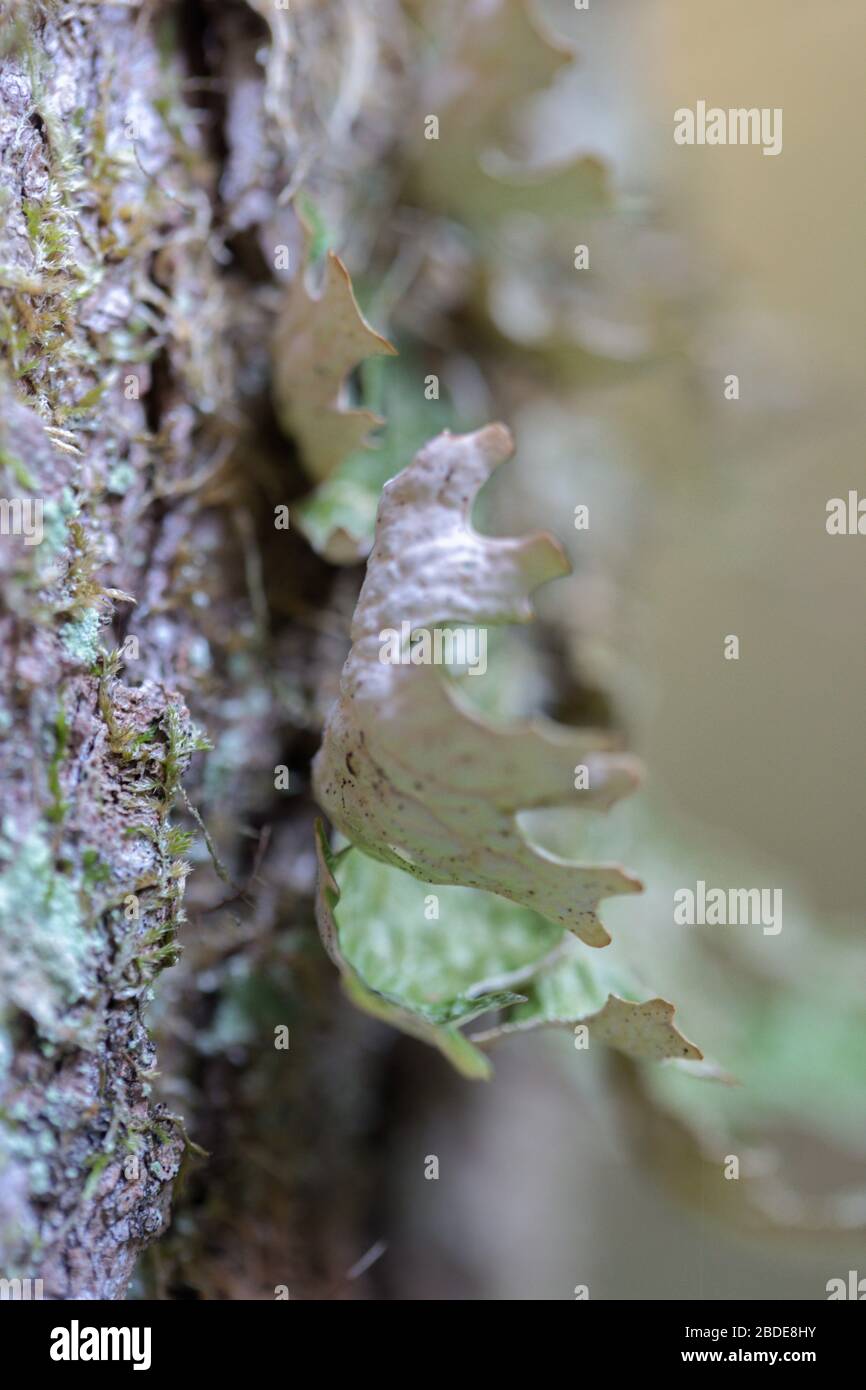 Lobaria pulmonaria, or oak lungwort rare lichens in the primary beech forest that growing on the bark old trees Stock Photo