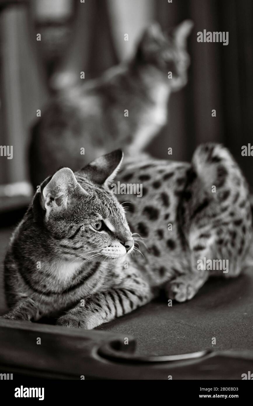 Savannah cat lounging on a pool table with a second cat out of focus sitting in the background Stock Photo