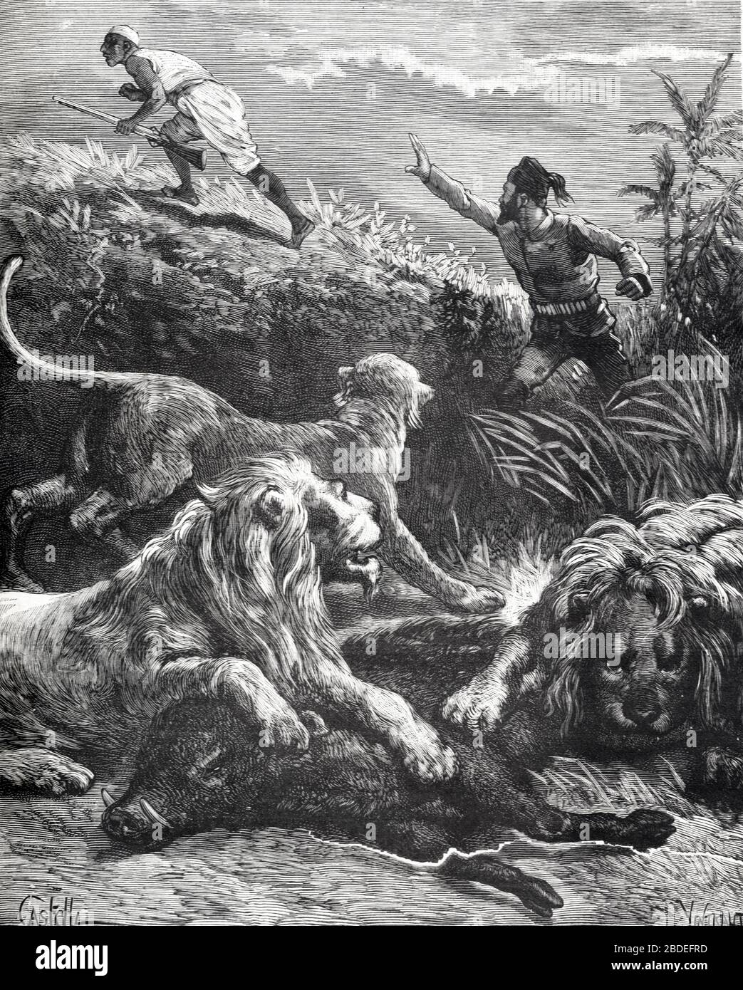 Lion Hunt or Lions Hunting Wild Pig or Hog in Africa. Vintage or Old Illustration or Engraving 1887 Stock Photo