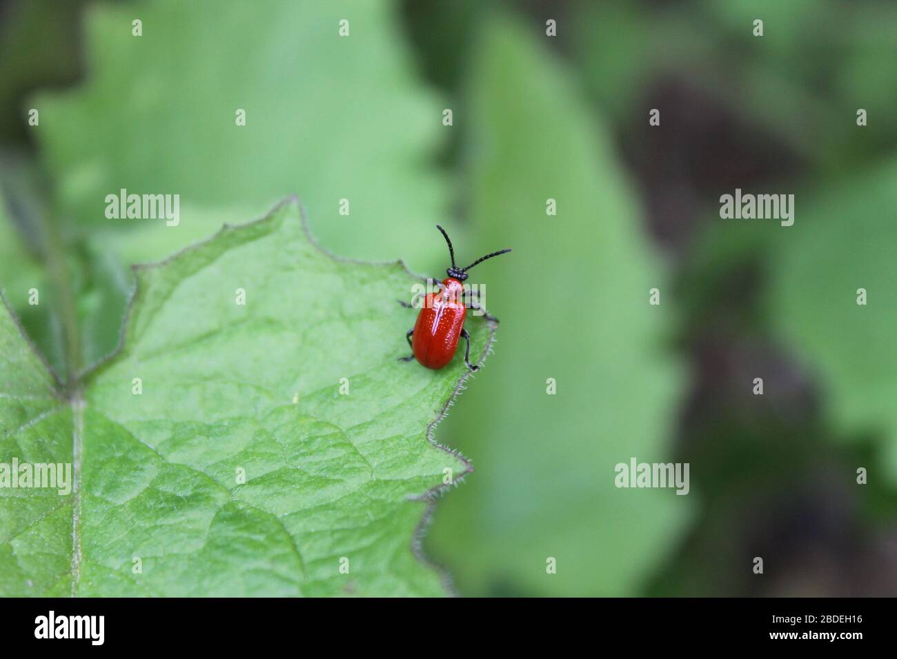 Red Lily beetle on a green leaf Stock Photo