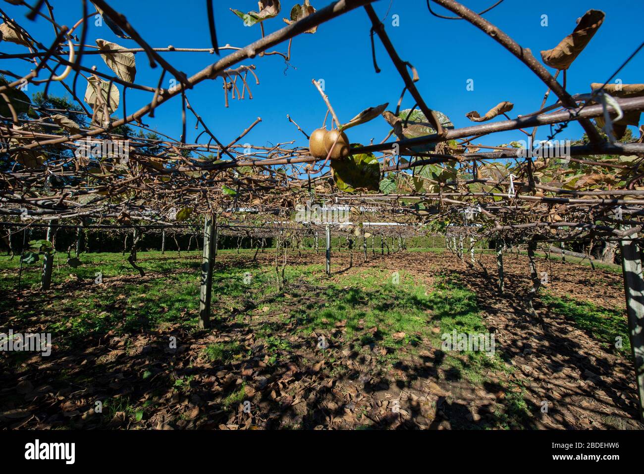 Kiwi fruit, Actinidia deliciosa, farm, Coromandel region, North Island