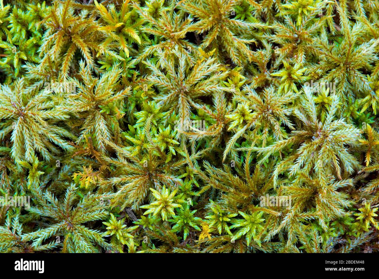 Tree moss and sphagnum growing in a moist forest in Pennsylvania’s Pocono Mountains. Stock Photo