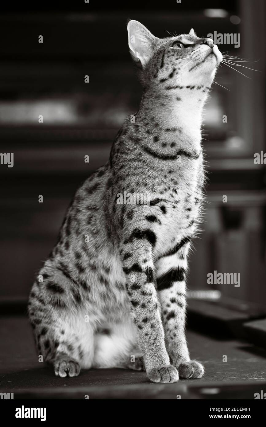 Portrait of a large savannah cat sitting on a pool table looking up Stock Photo