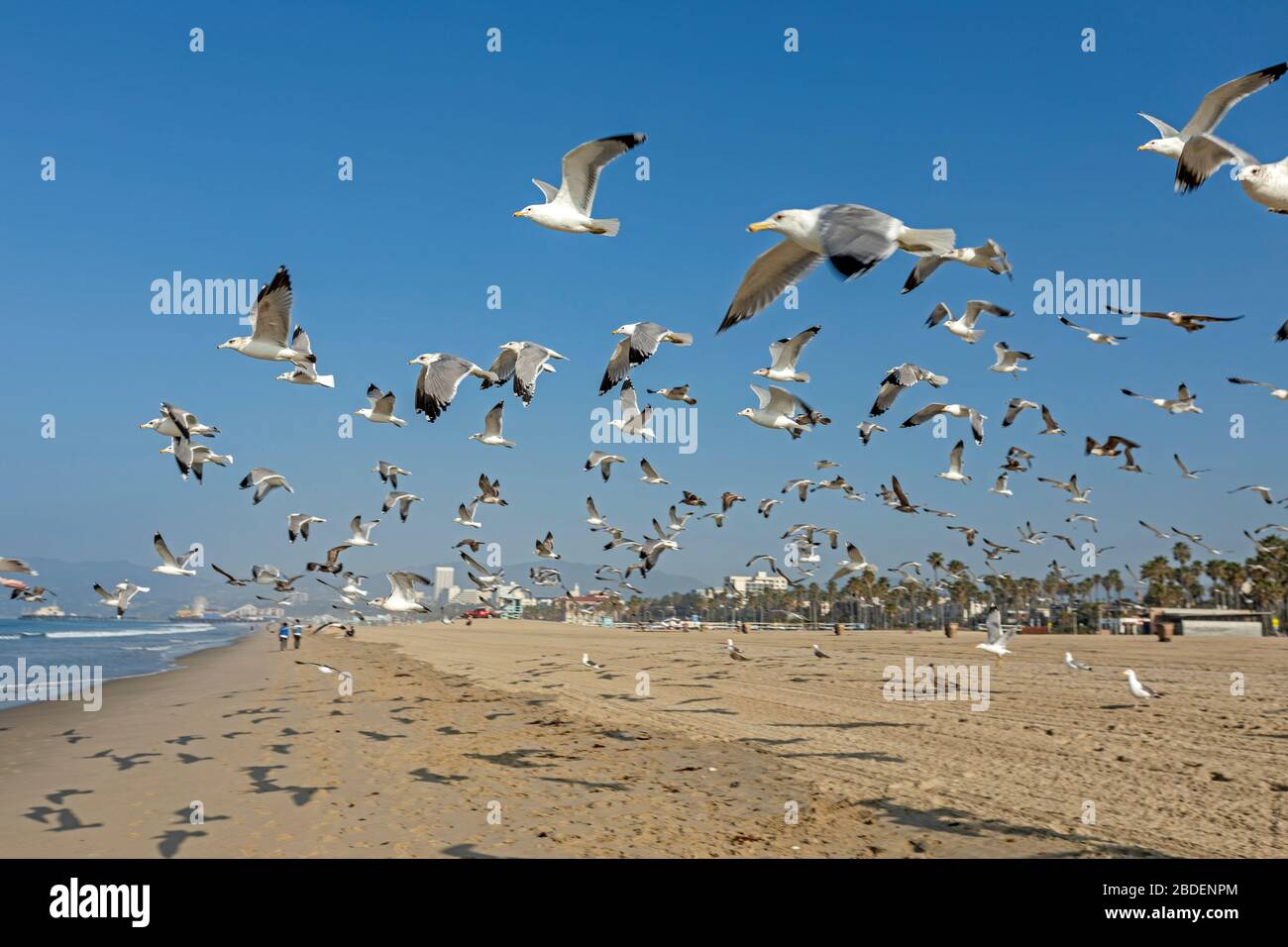 Flock of seagulls taking off from Santa Monica Beach Stock Photo