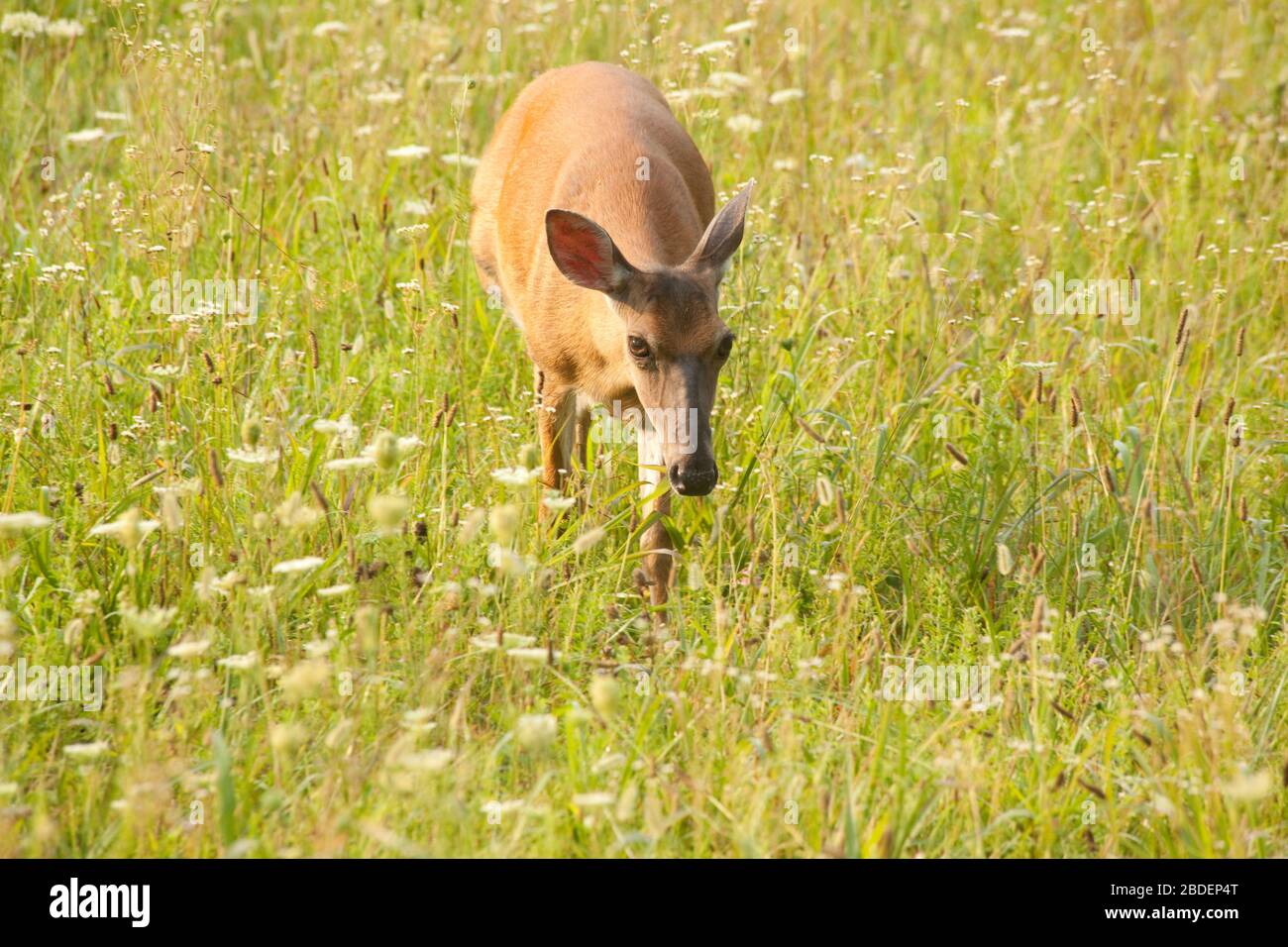 Deer in a field in Cades Cove Stock Photo Alamy