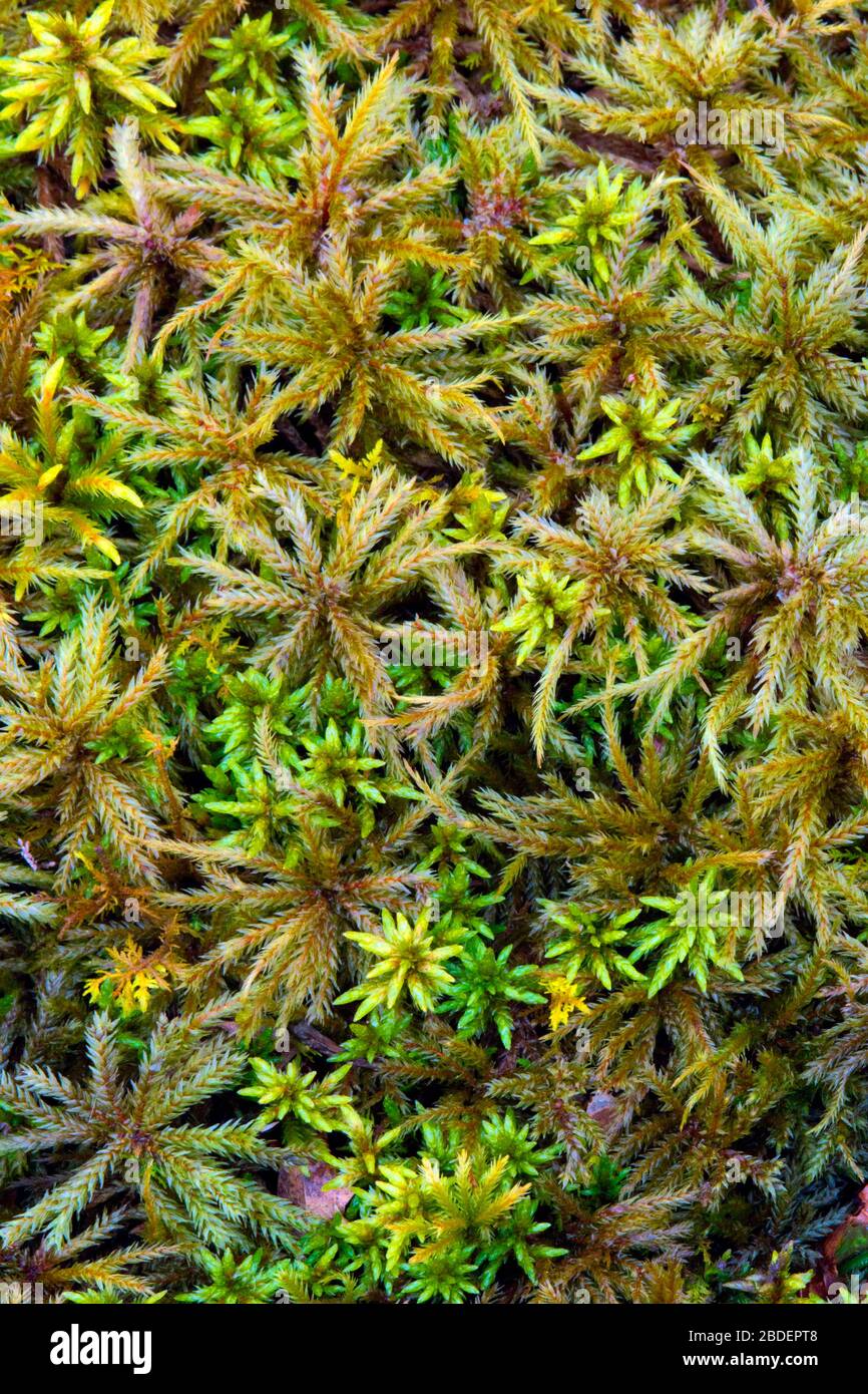 Tree moss and sphagnum growing in a moist forest in Pennsylvania’s Pocono Mountains. Stock Photo