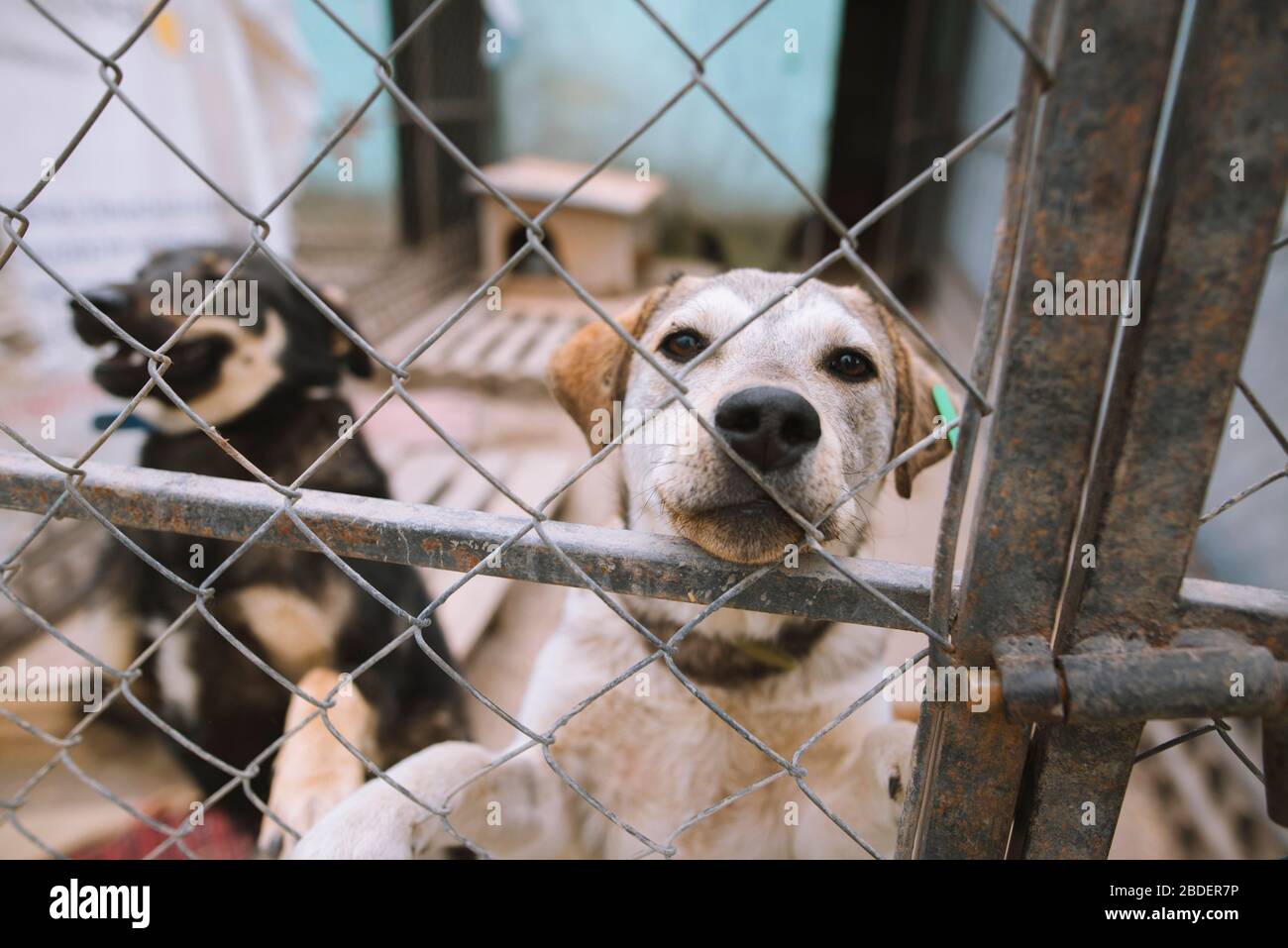Dogs behind fence in animal shelter Stock Photo