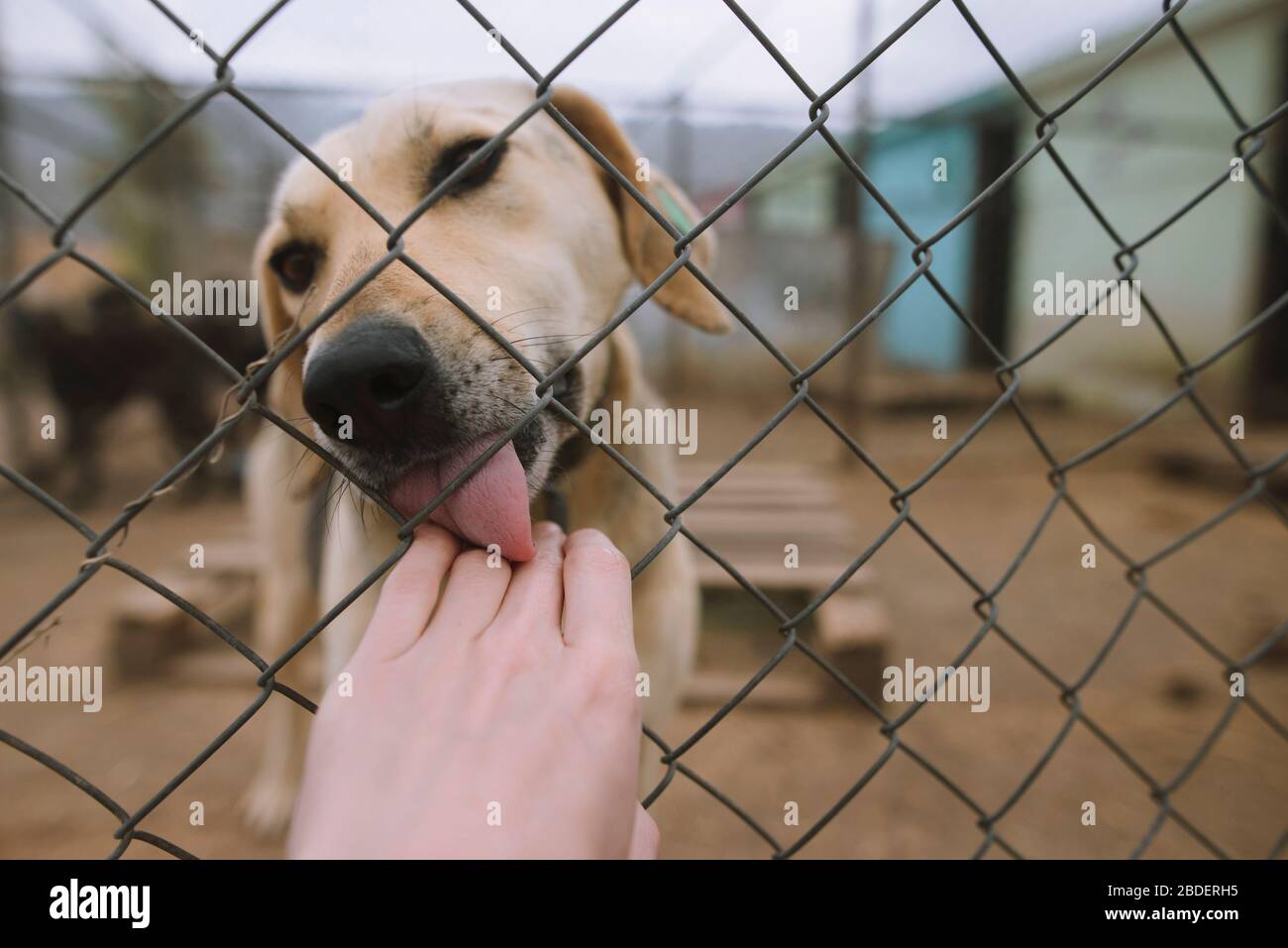 Dog licking human hand through fence in animal shelter Stock Photo