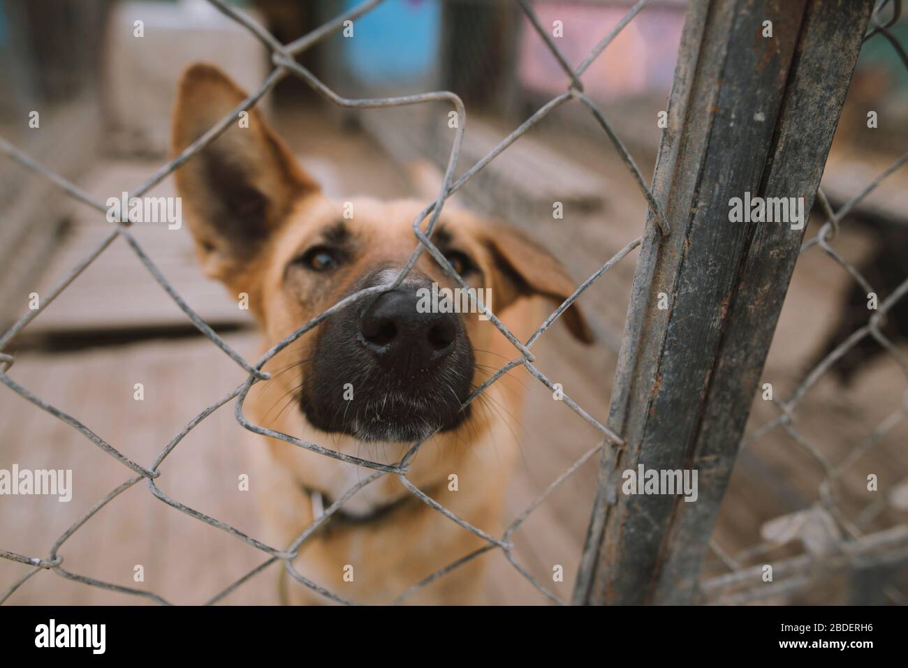 Portrait of dog behind fence in animal shelter Stock Photo