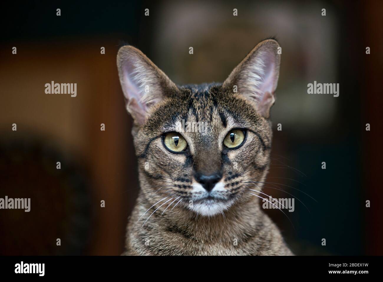 Savannah cat headshot Stock Photo