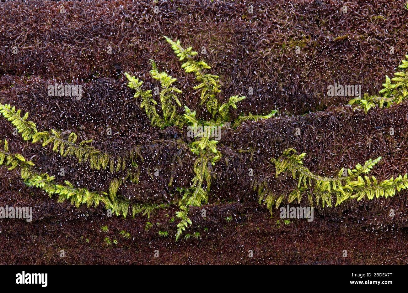 Hypnum moss growing on a decaying log in Pennsylvania’s Pocono Mountains. Stock Photo