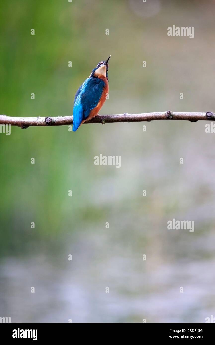 Kingfisher, Alcedo atthis, looking up. Brandon Marsh Nature Reserve, England, UK Stock Photo