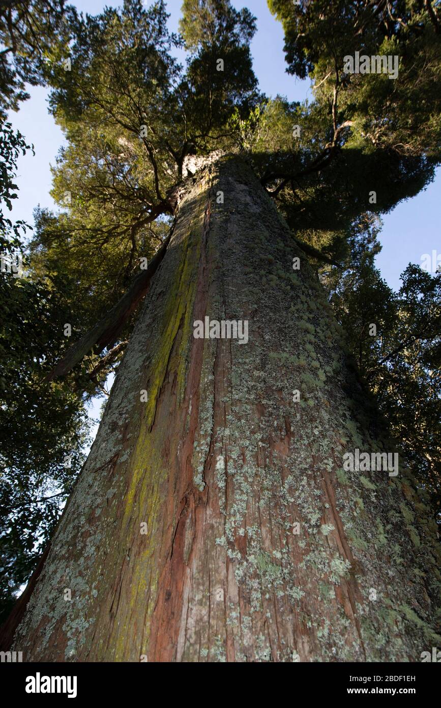 Totara Tree, Podocarpus totara, endemic, Geraldine, Canterbury, South Island, New Zealand Stock Photo