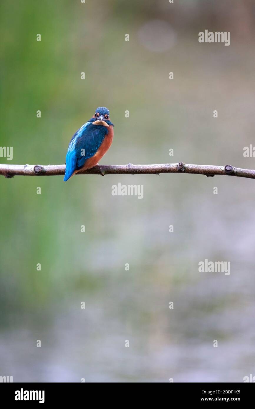 Kingfisher, Alcedo atthis, looking directly at the camera. Brandon Marsh Nature Reserve, England, UK Stock Photo