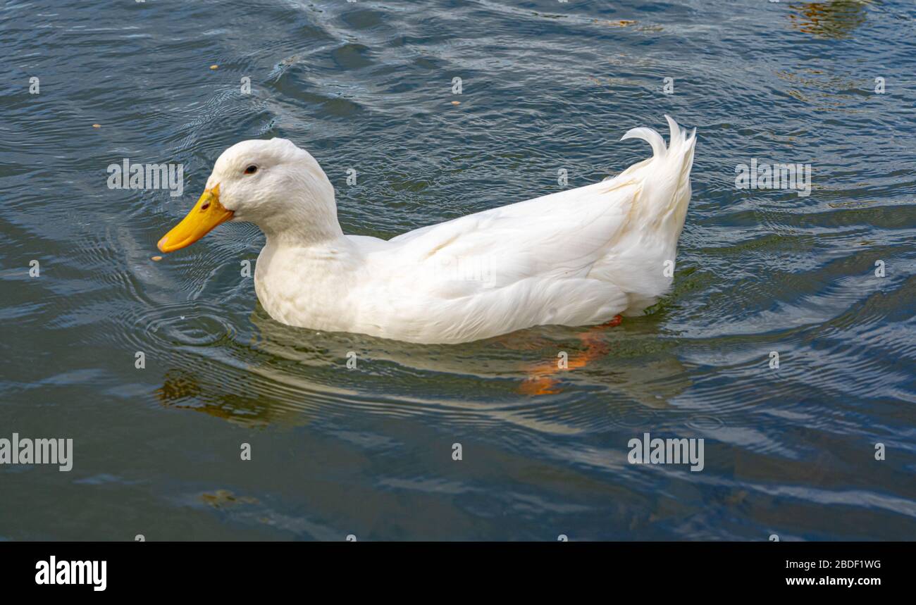 Large White Heavy American Aylesbury Peking Pekin Ducks Water Level Close Up View Donald Duck Look A Likes Stock Photo Alamy