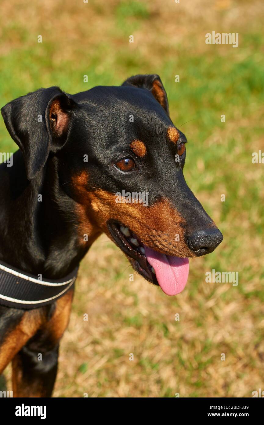 Portrait of a German Pinscher, an old dog breed, originated in Germany