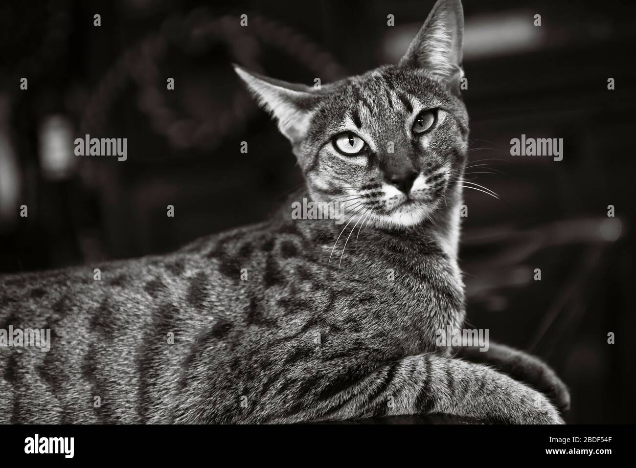 Beautiful but aloof savannah cat profile Stock Photo